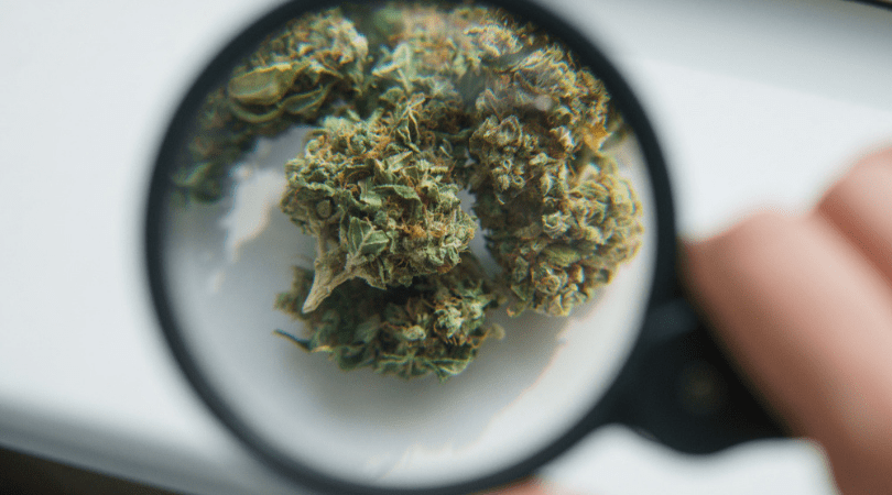 How To Find High Quality Weed